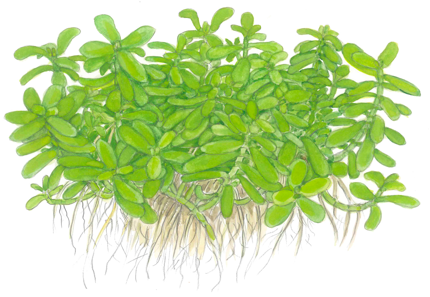 Bacopa 'Compact' Tropica (Single Package)