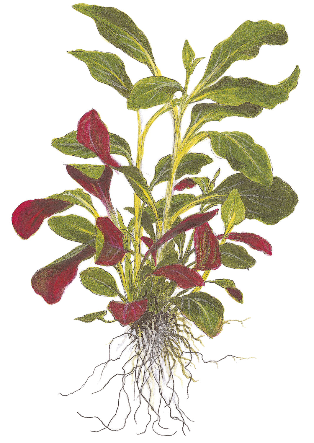 Lobelia cardinalis Tropica