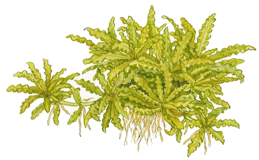 Pogostemon helferi Tropica