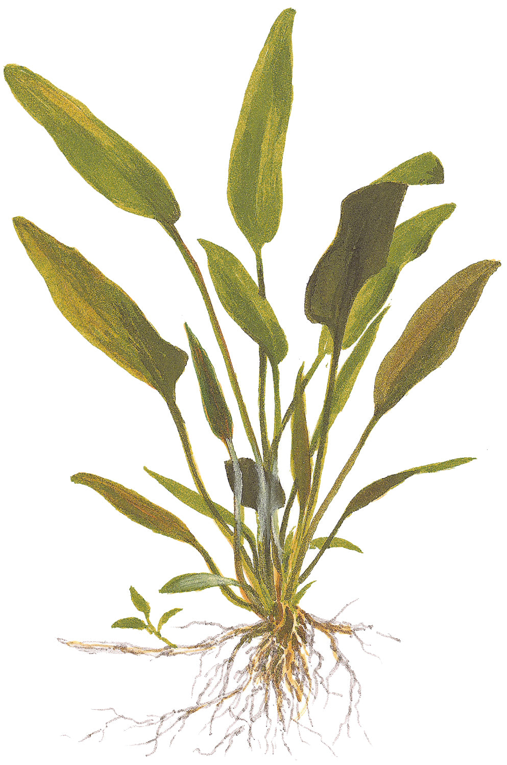 Cryptocoryne x willsii Tropica
