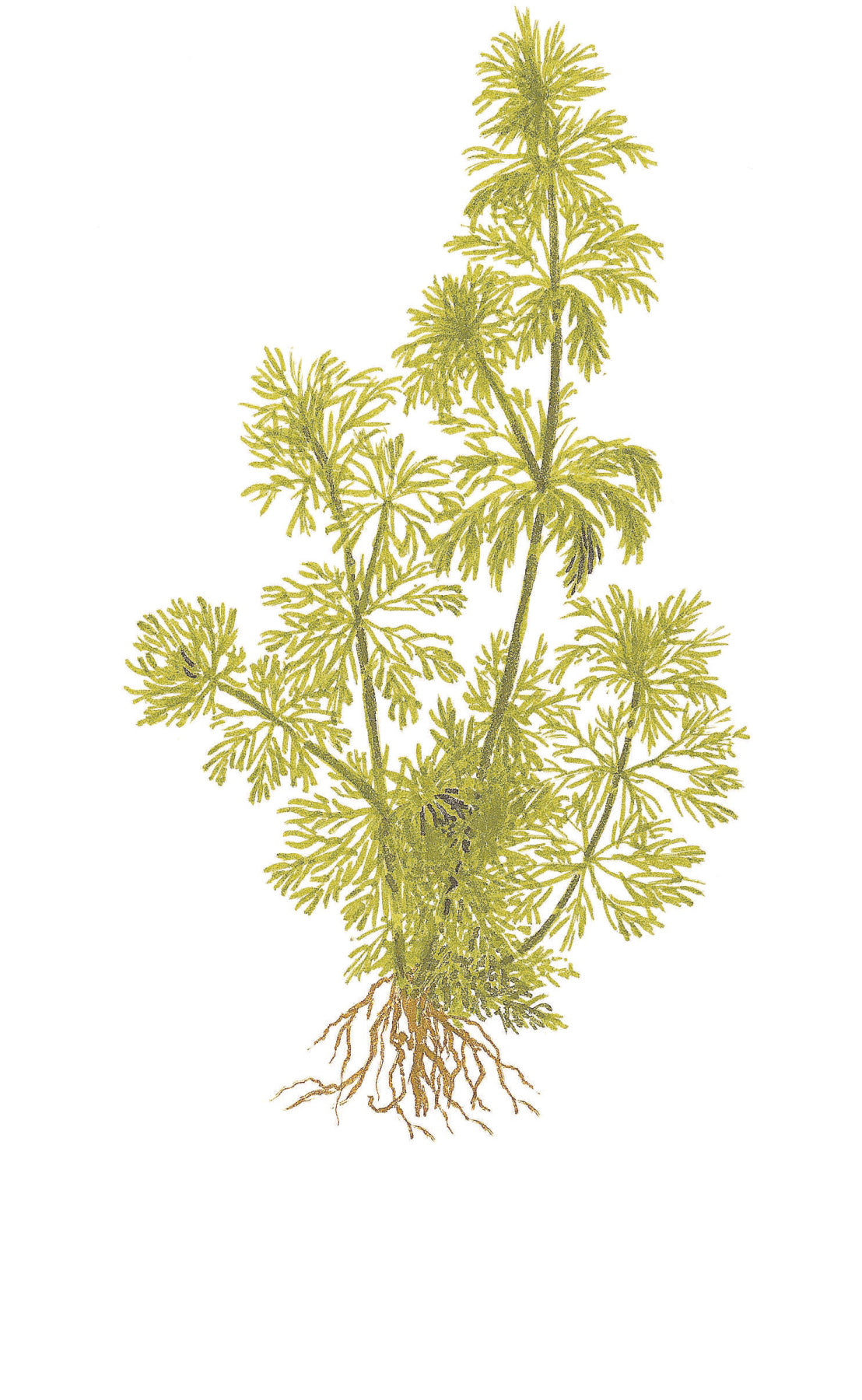 Limnophila sessiliflora Tropica (Single Package)