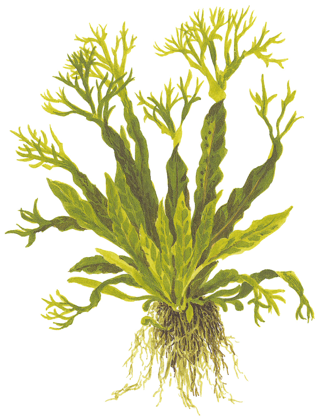 Microsorum pteropus Windelov Tropica Java Fern