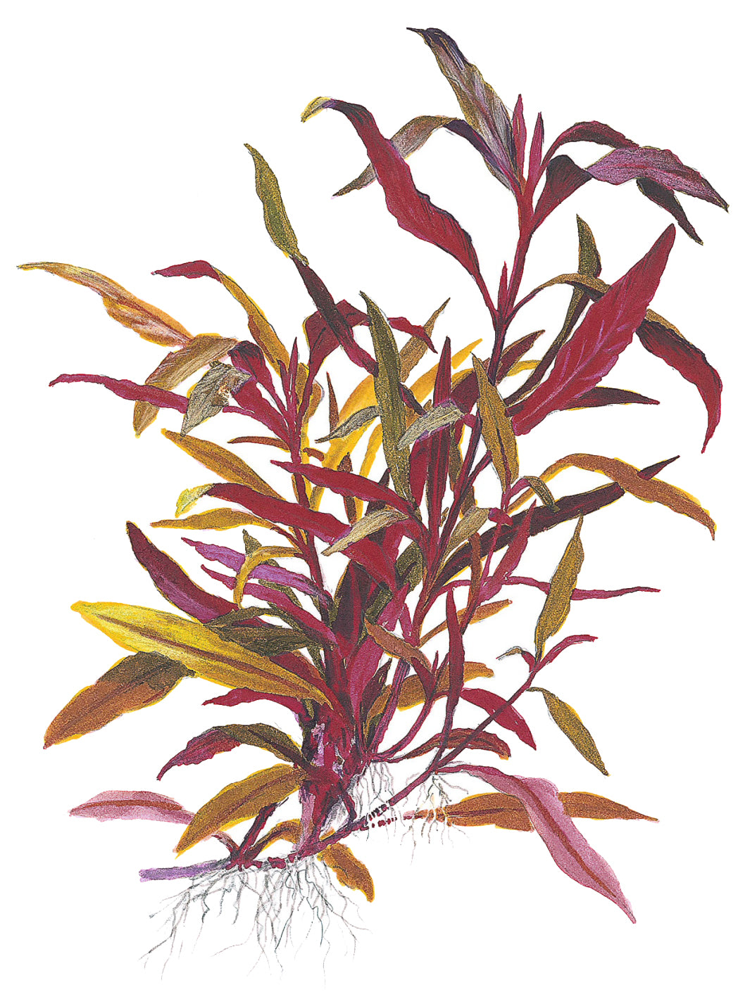 Alternanthera reineckii 'Pink' Tropica