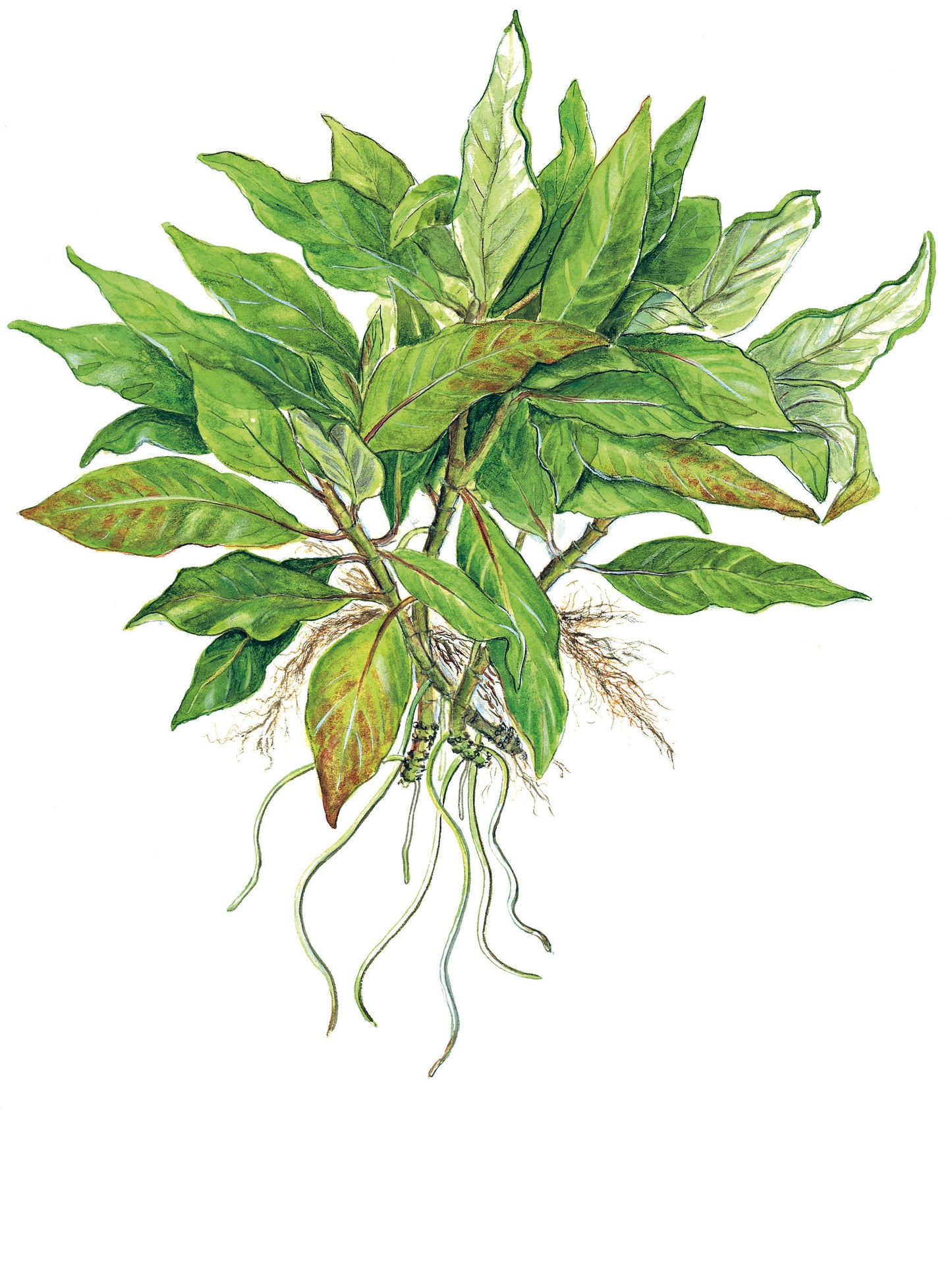 Hygrophila compact Tropica