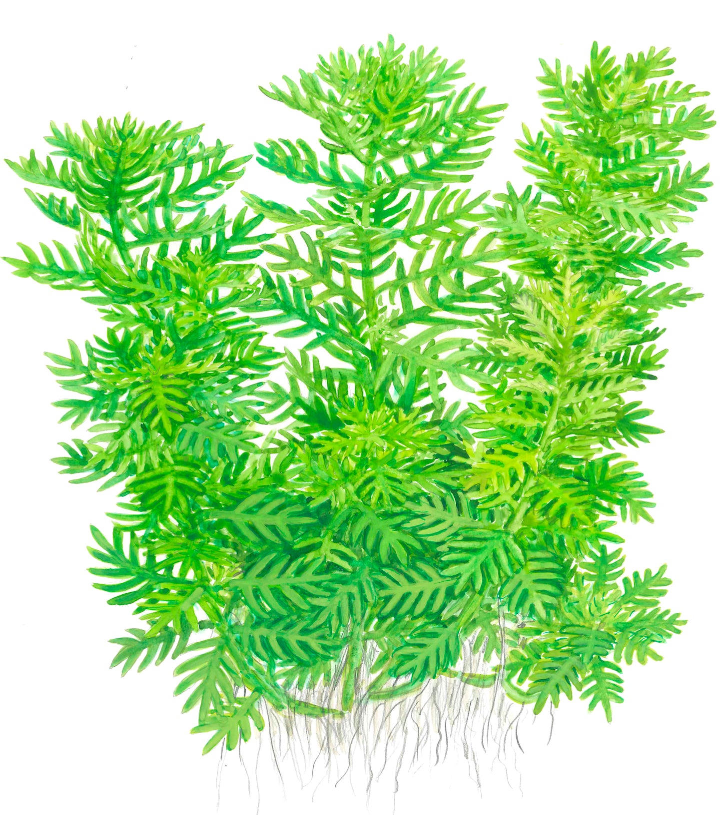 Hottonia palustris Tropica