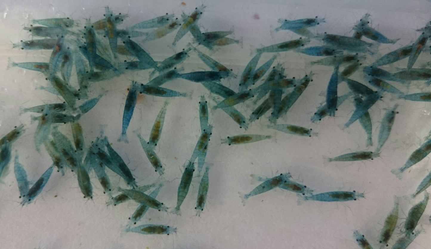 Blue Jelly Shrimp
