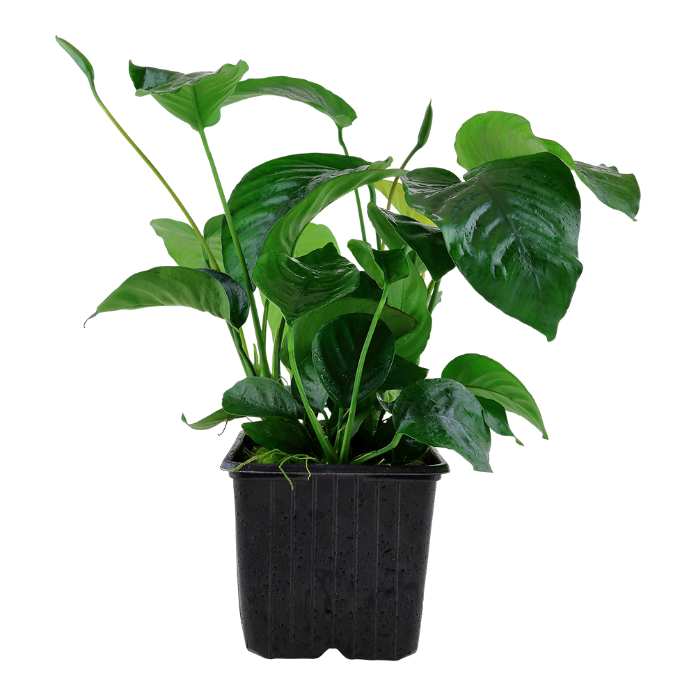 XL Anubias barteri caladifolia Tropica