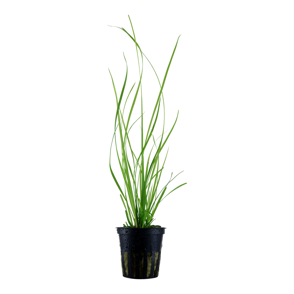 Cyperus helferi Tropica