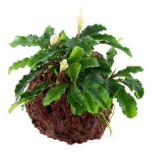 Bucephalandra Wavy Green on Lava Rock Tropica