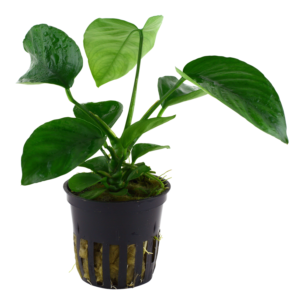 Anubias barteri caladiifolia Tropica
