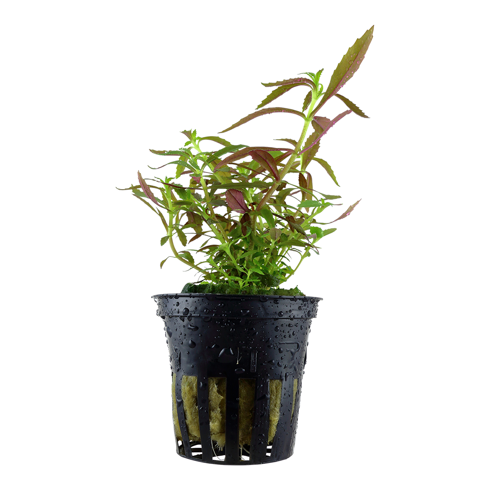 Limnophila hippuridoides Tropica