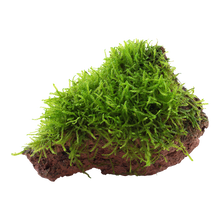 Taxiphyllum barbieri Java Moss on Lava Rock Tropica