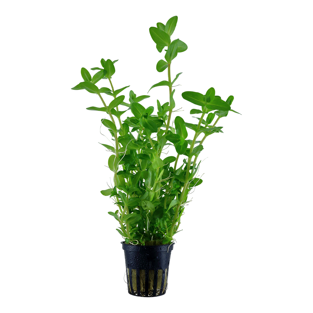 Bacopa caroliniana Tropica