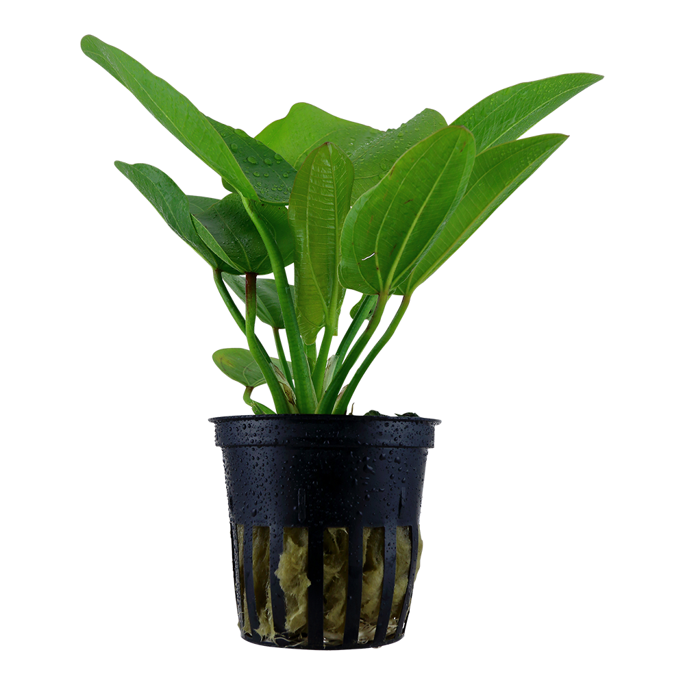 Echinodorus Aquartica Tropica