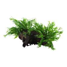 XL Microsorum pteropus Windelov Java Fern on Wood Tropica