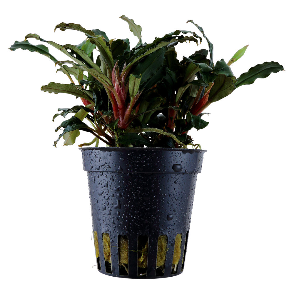Bucephalandra sp. Red Tropica