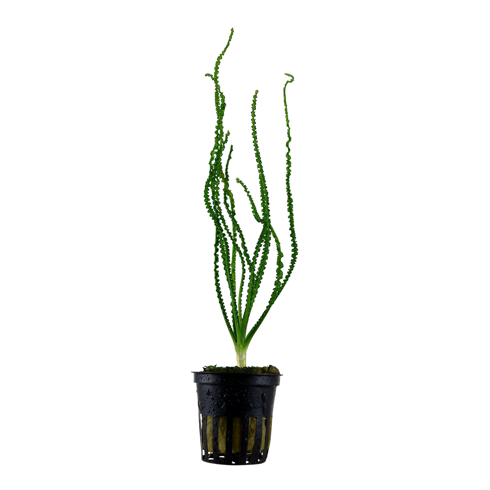 Crinum calamistratum Tropica