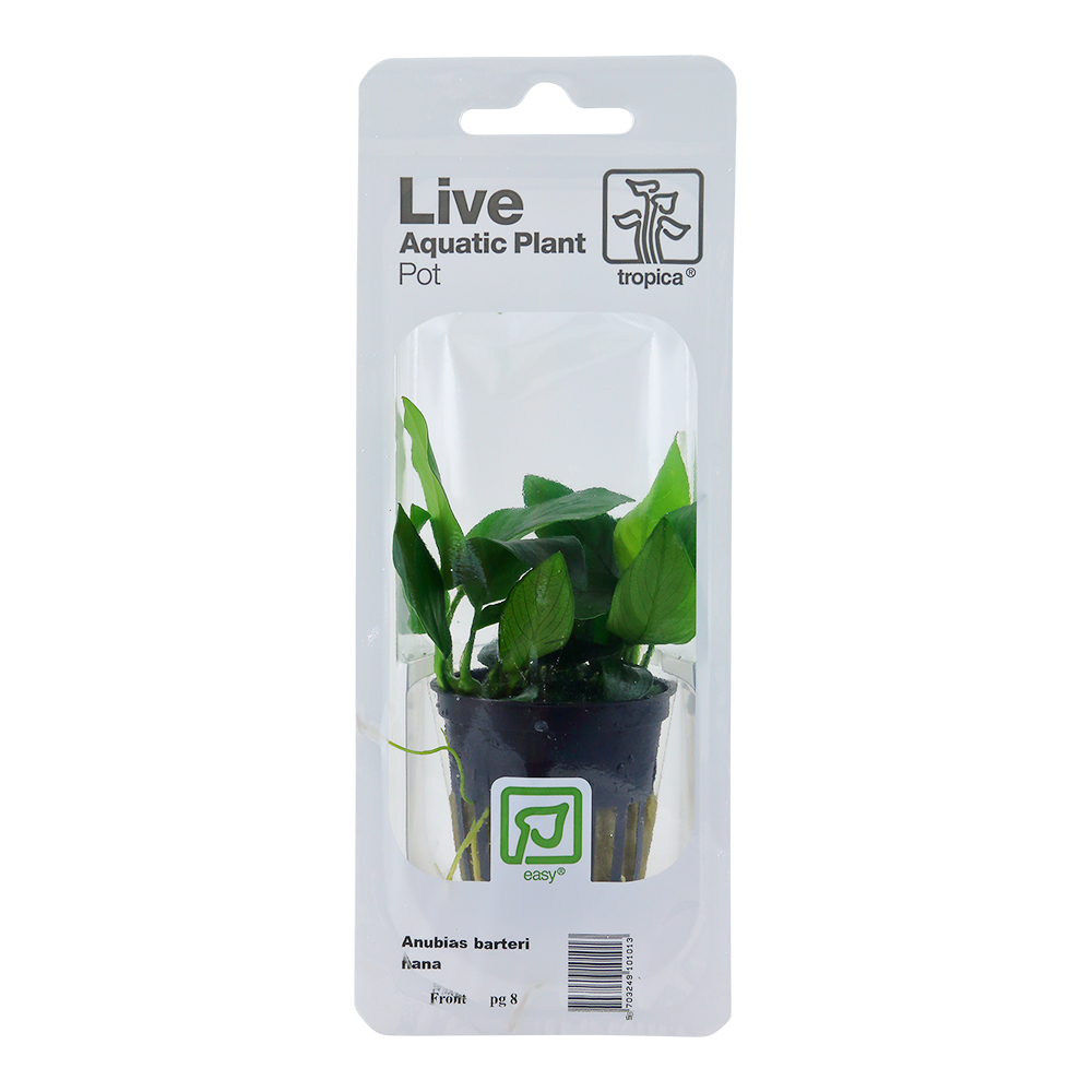 Anubias barteri Nana Tropica (Single Package)