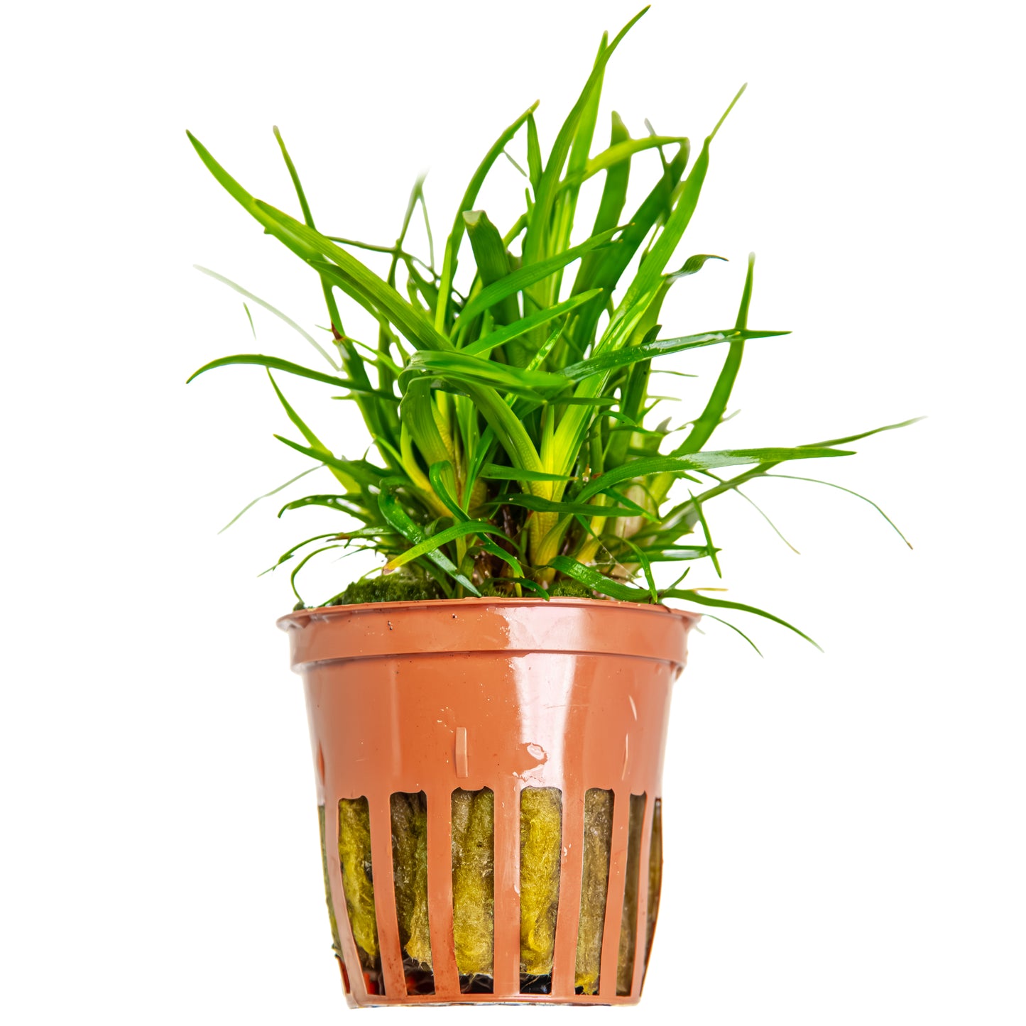 Eriocaulon sp. "Vietnam" Tropica