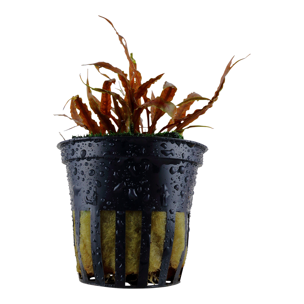 Cryptocoryne albida 'Brown' Tropica