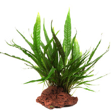 Microsorum pteropus Java Fern on Lava Rock Tropica