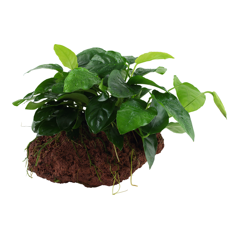 Anubias nana on Lava Rock Tropica