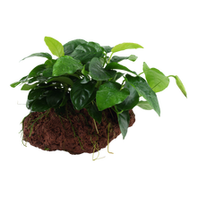 Anubias nana on Lava Rock Tropica