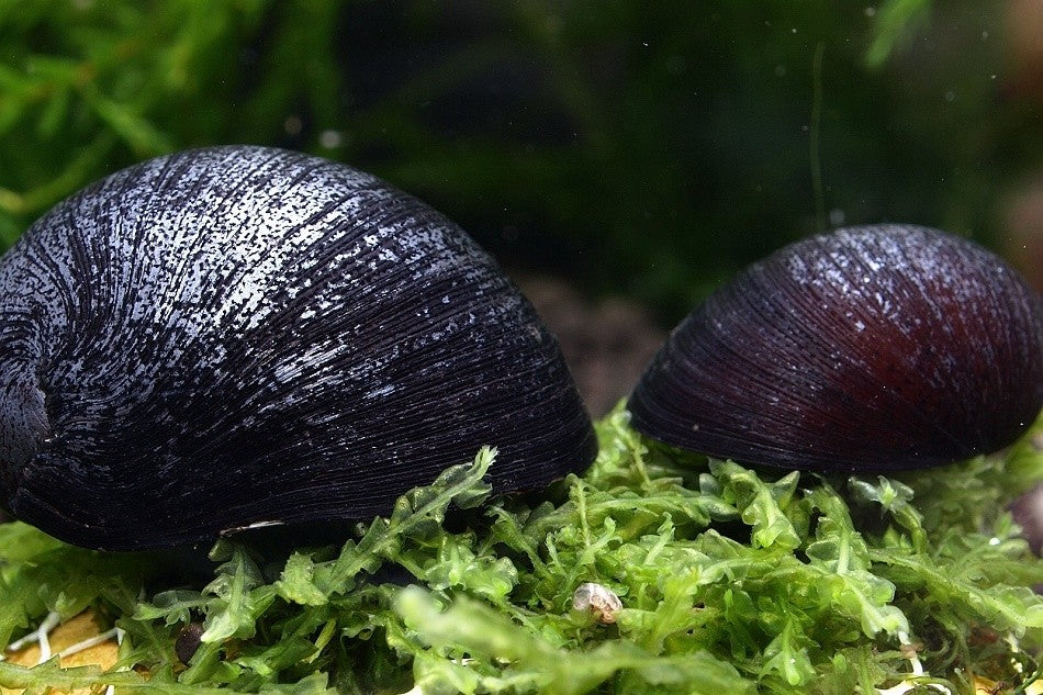 Black Helmet Snail