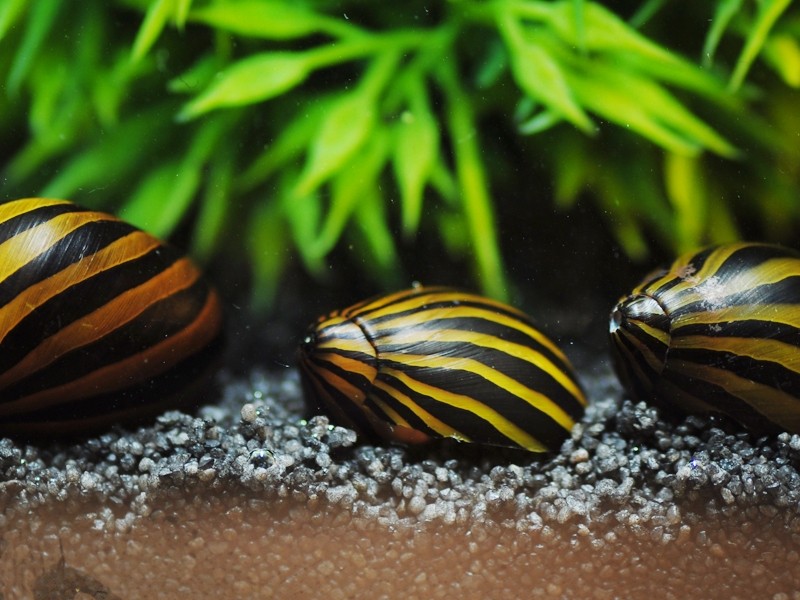 Zebra Nerite Snail