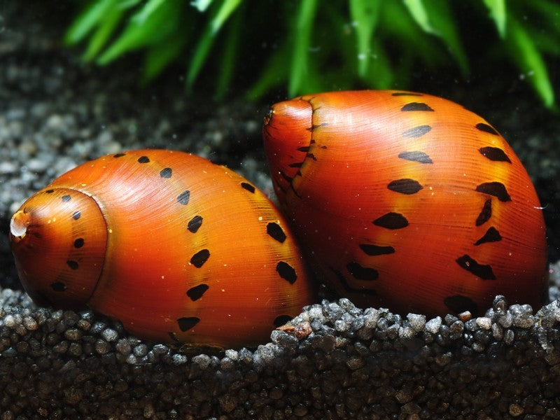 Orange Track Nerite Snail