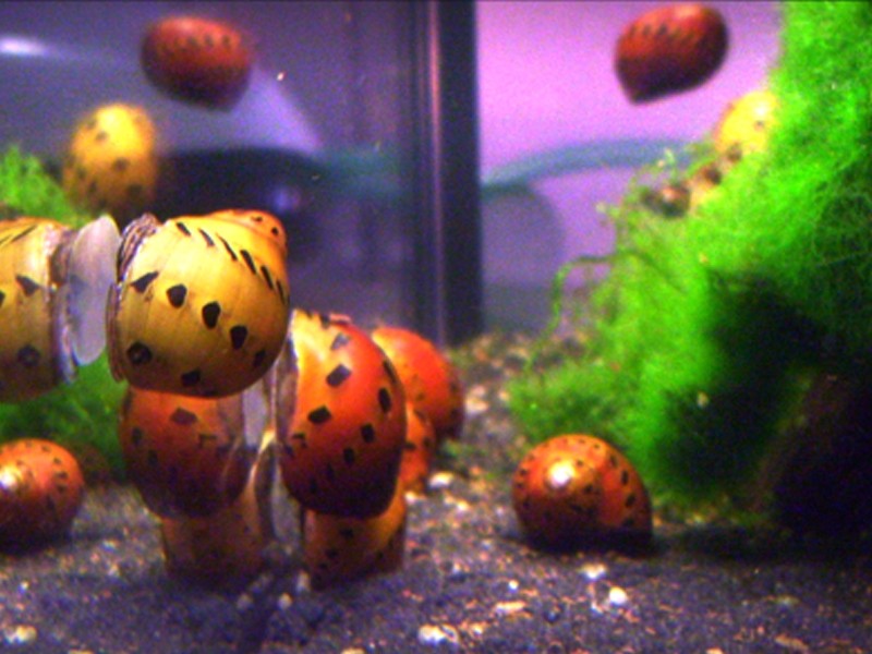 Orange Track Nerite Snail