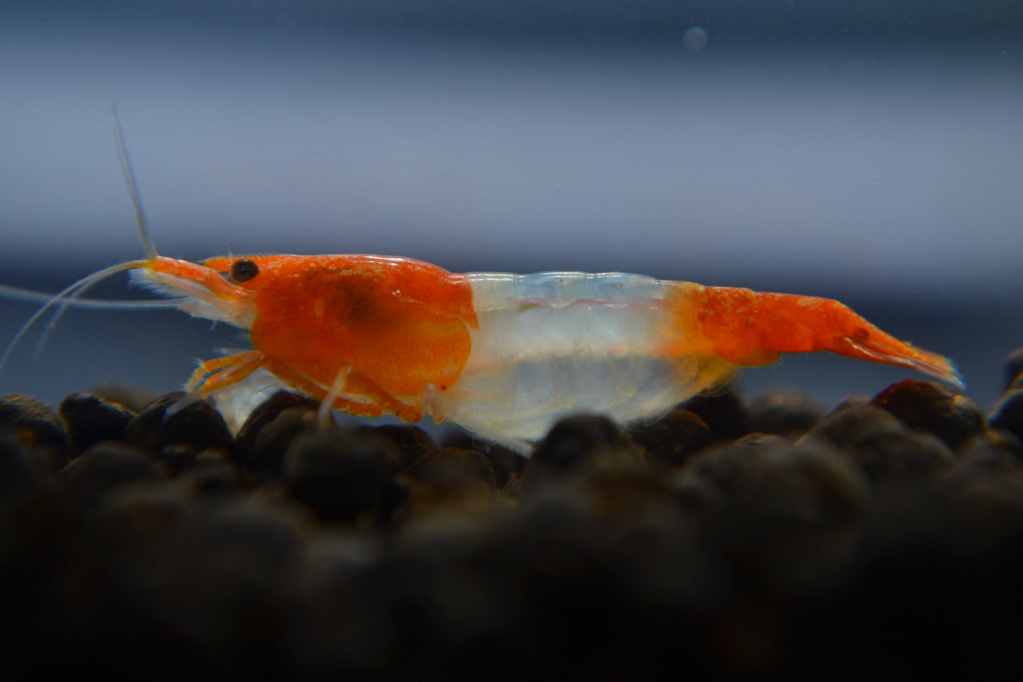 Orange Rili Shrimp