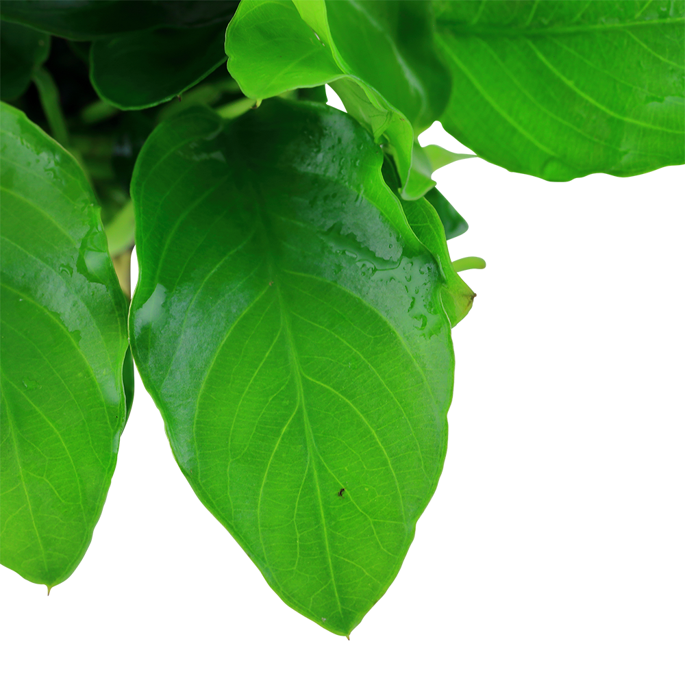 Anubias nana Large Tropica