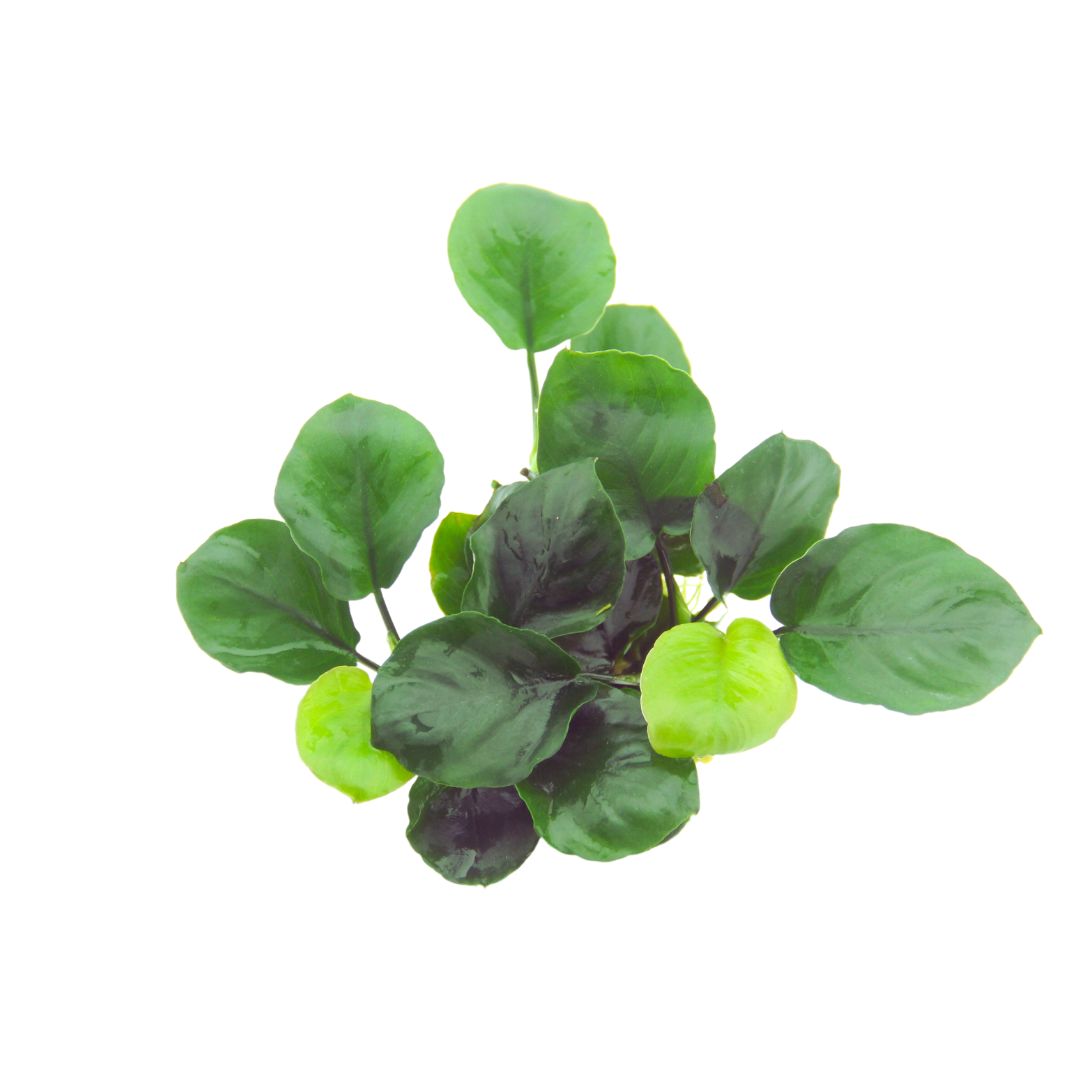 Anubias Coin Leaf AQUADIP