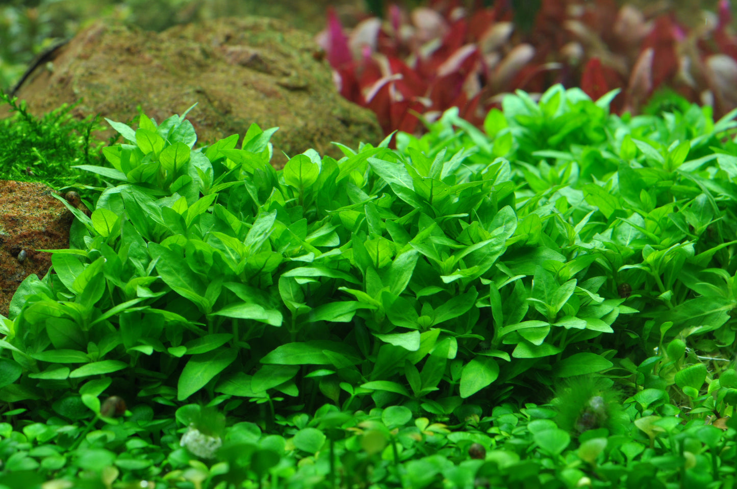 Staurogyne repens Tropica (Single Package)