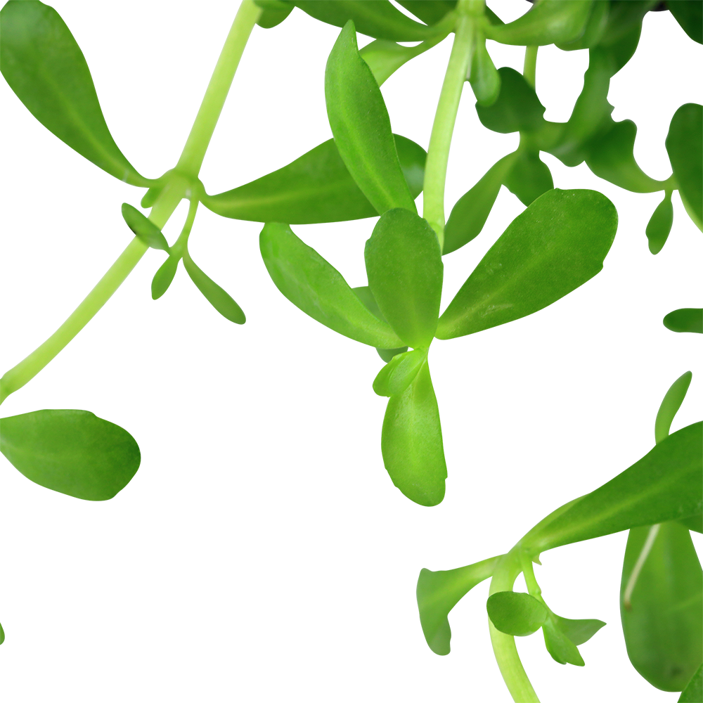 Bacopa 'Compact' Tropica (Single Package)