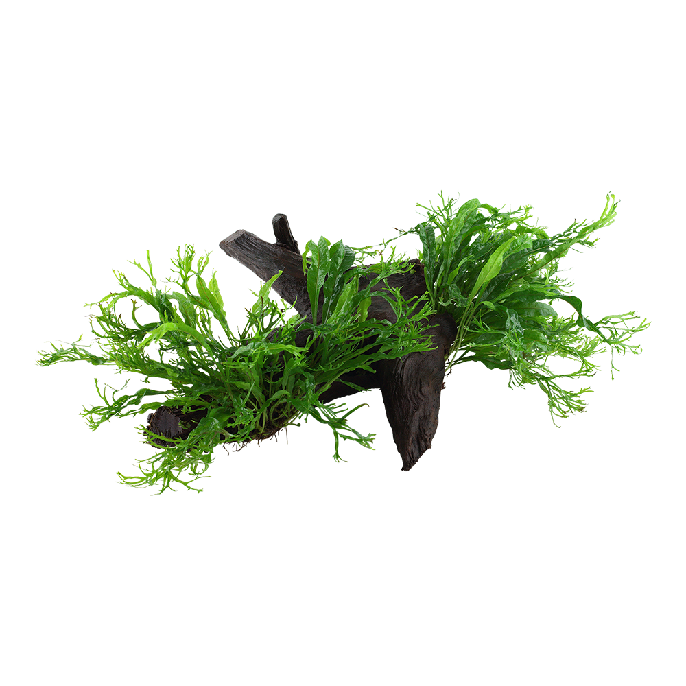 XL Microsorum pteropus Windelov Java Fern on Wood Tropica
