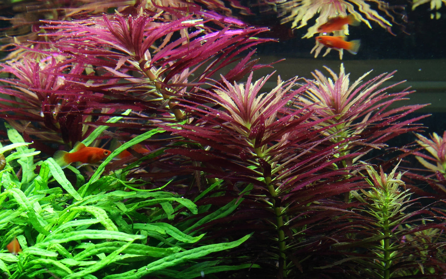 Limnophila hippuridoides Tropica