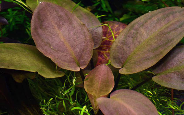 Lagenandra meeboldii 'Red' Tropica