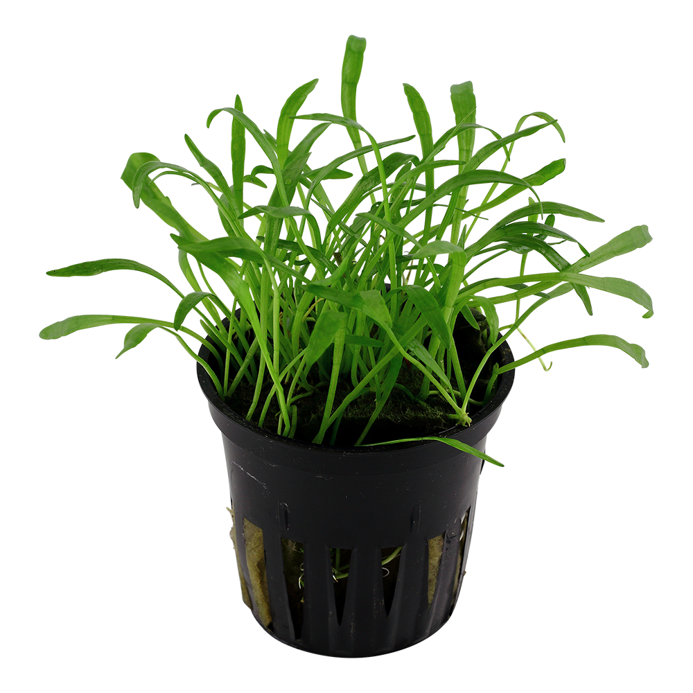 Lilaeopsis brasiliensis Tropica