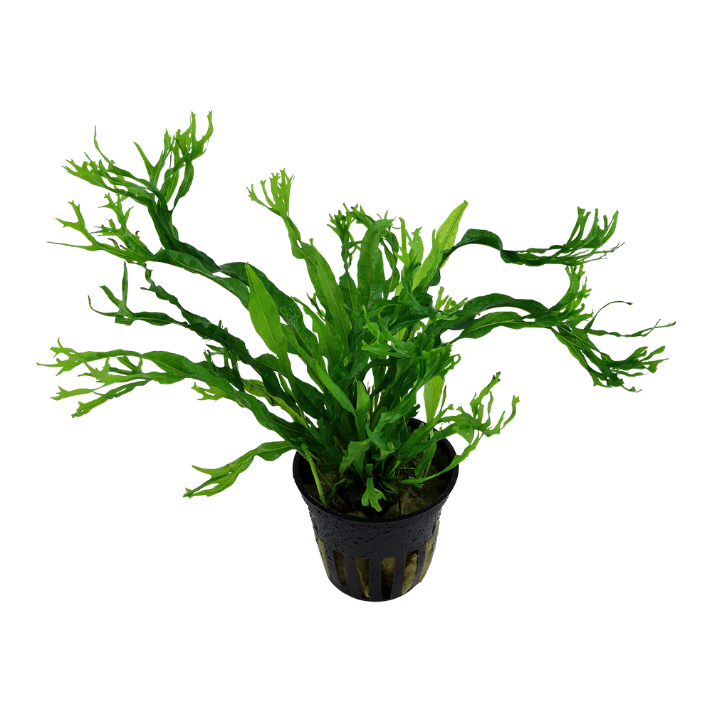 Microsorum pteropus Windelov Tropica Java Fern