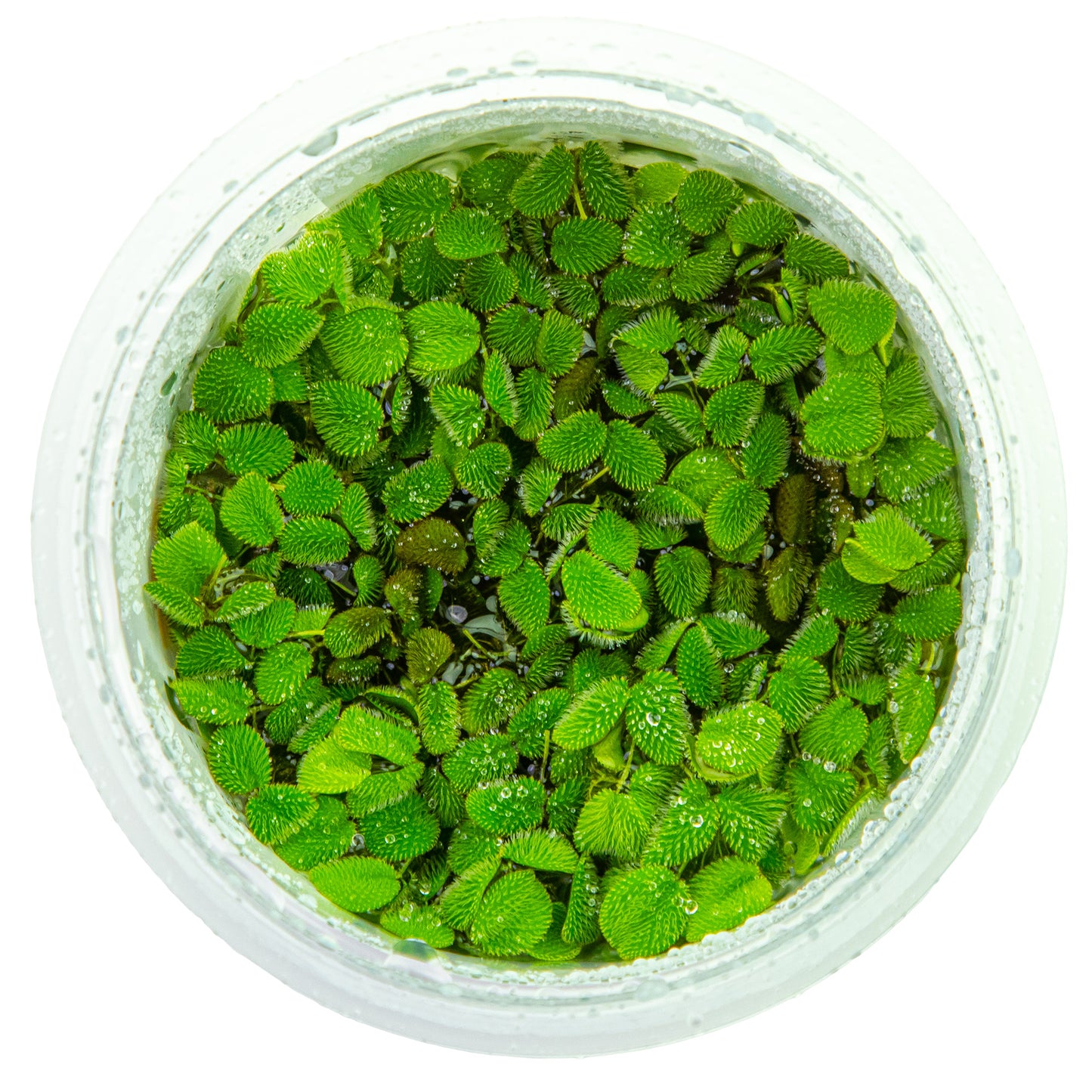 Tropica Salvinia minima 1-2-GROW