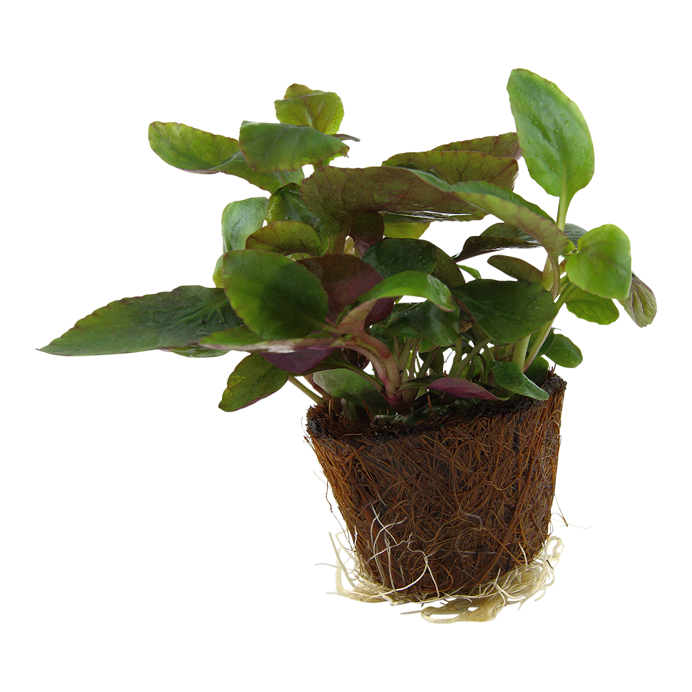 Tropica Lobelia cardinalis Mini Pot