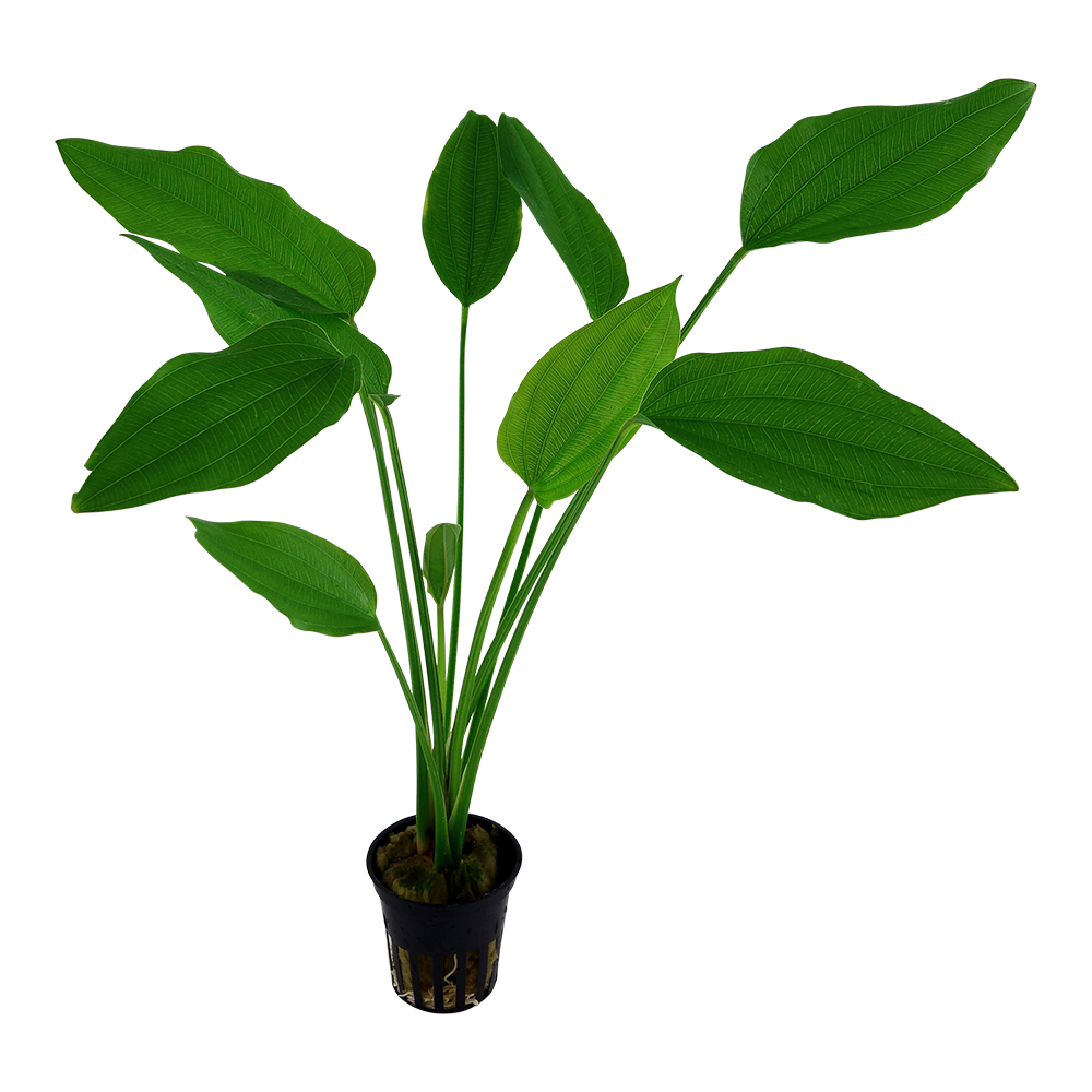 Echinodorus palaefolius Tropica