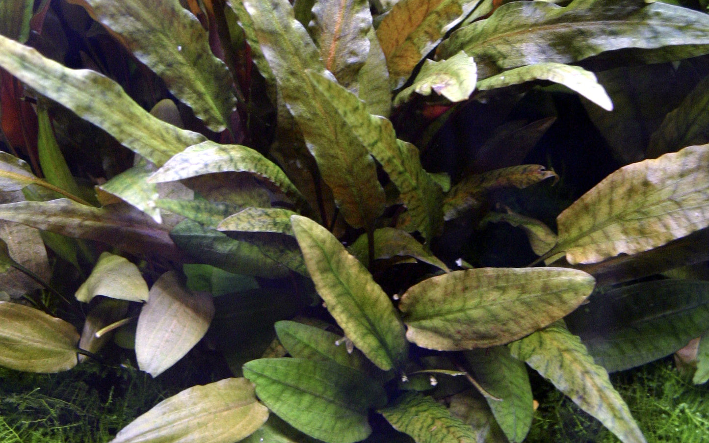 Cryptocoryne wendtii 'Tropica' by Tropica