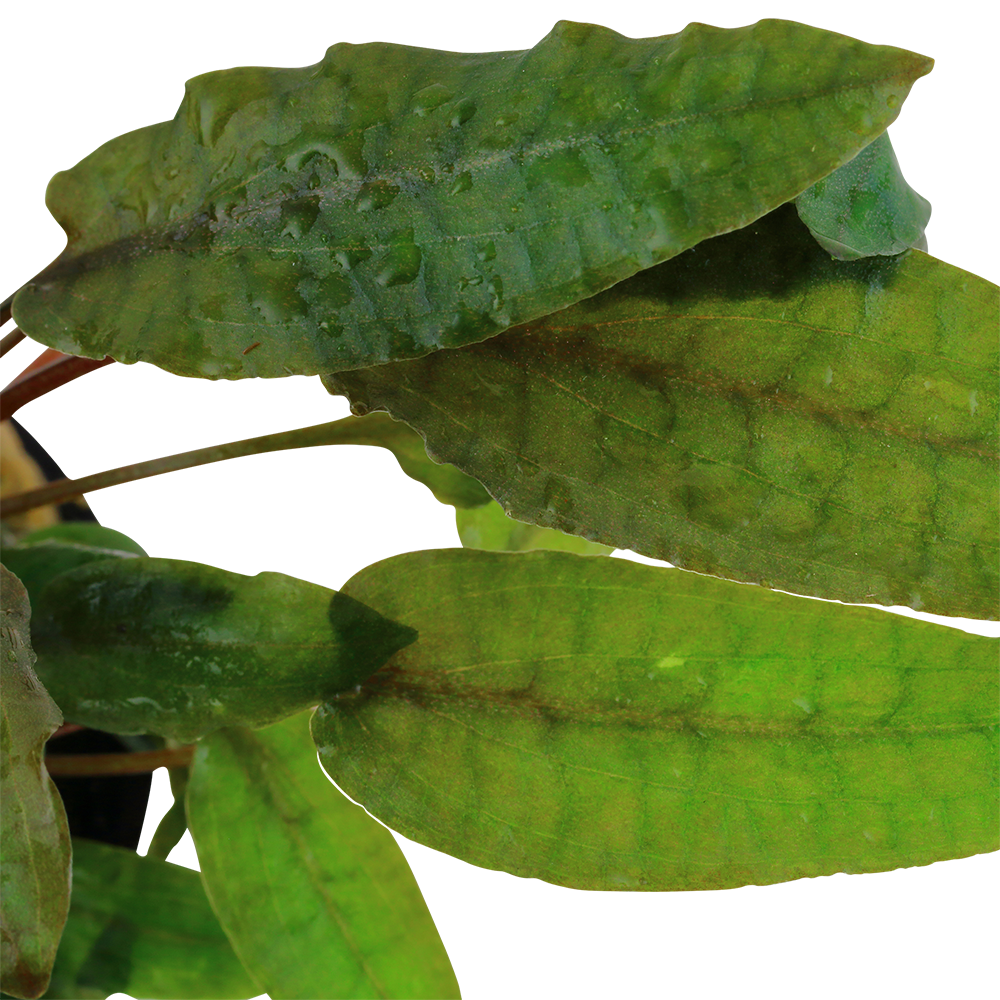 Cryptocoryne wendtii 'Tropica' by Tropica