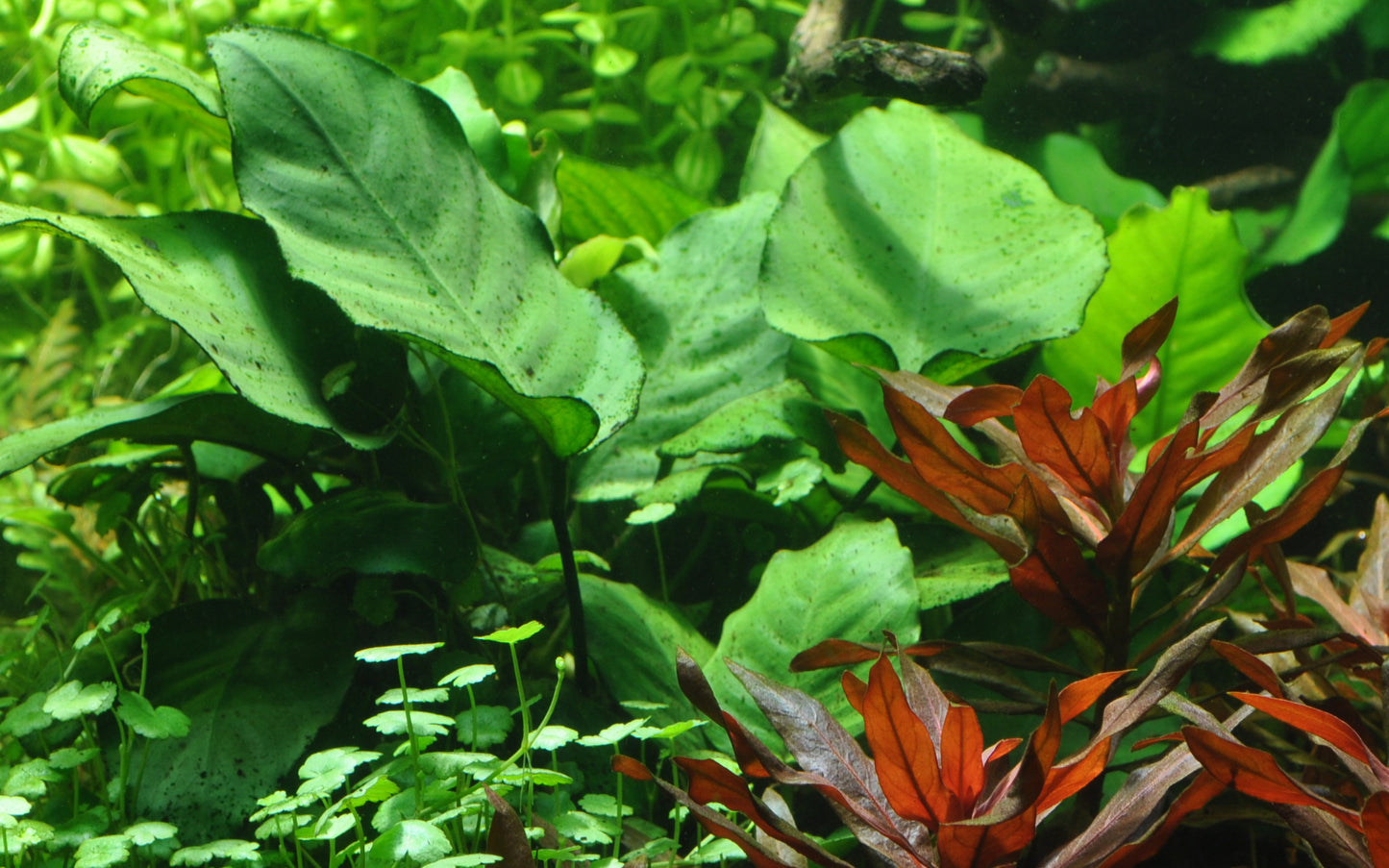 Anubias barteri caladiifolia Tropica