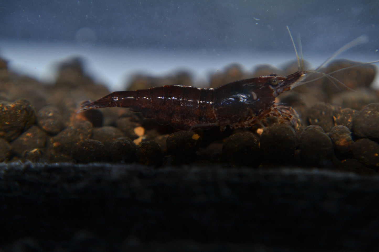 Black Chocolate Shrimp