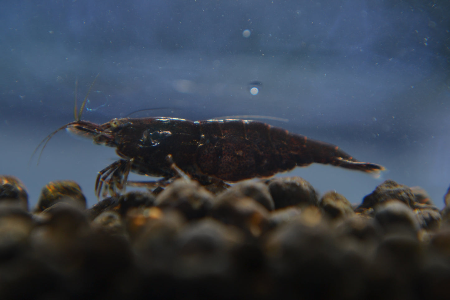 Black Chocolate Shrimp