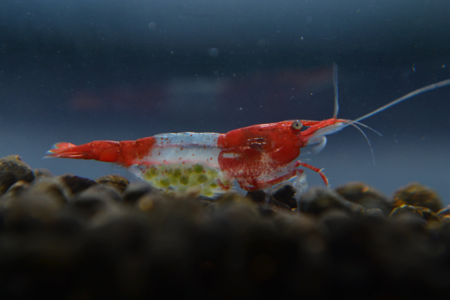 Red Rili Shrimp